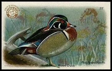 22 Wood Duck